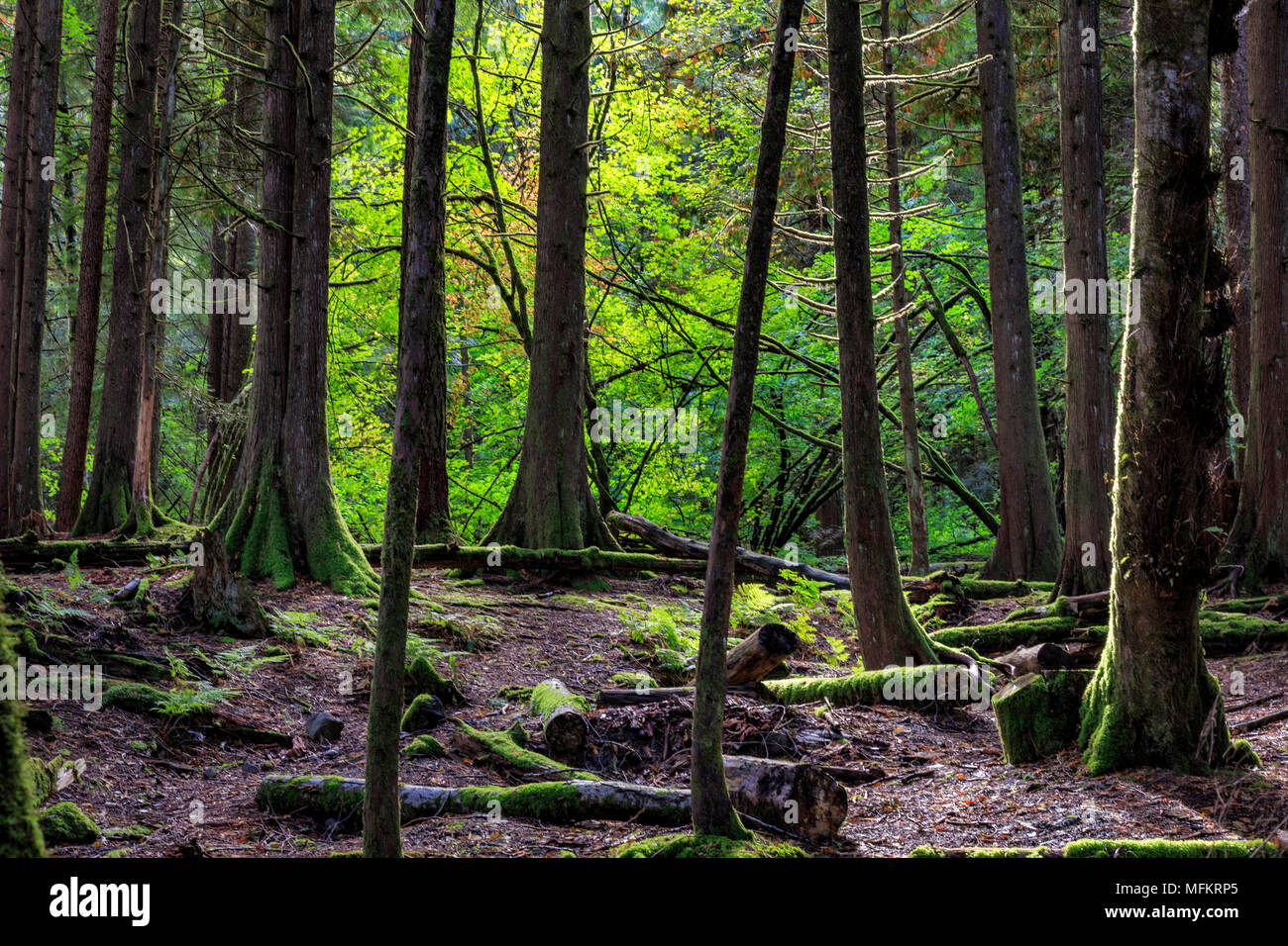 Alice Lake Provincial Park Foto Stock