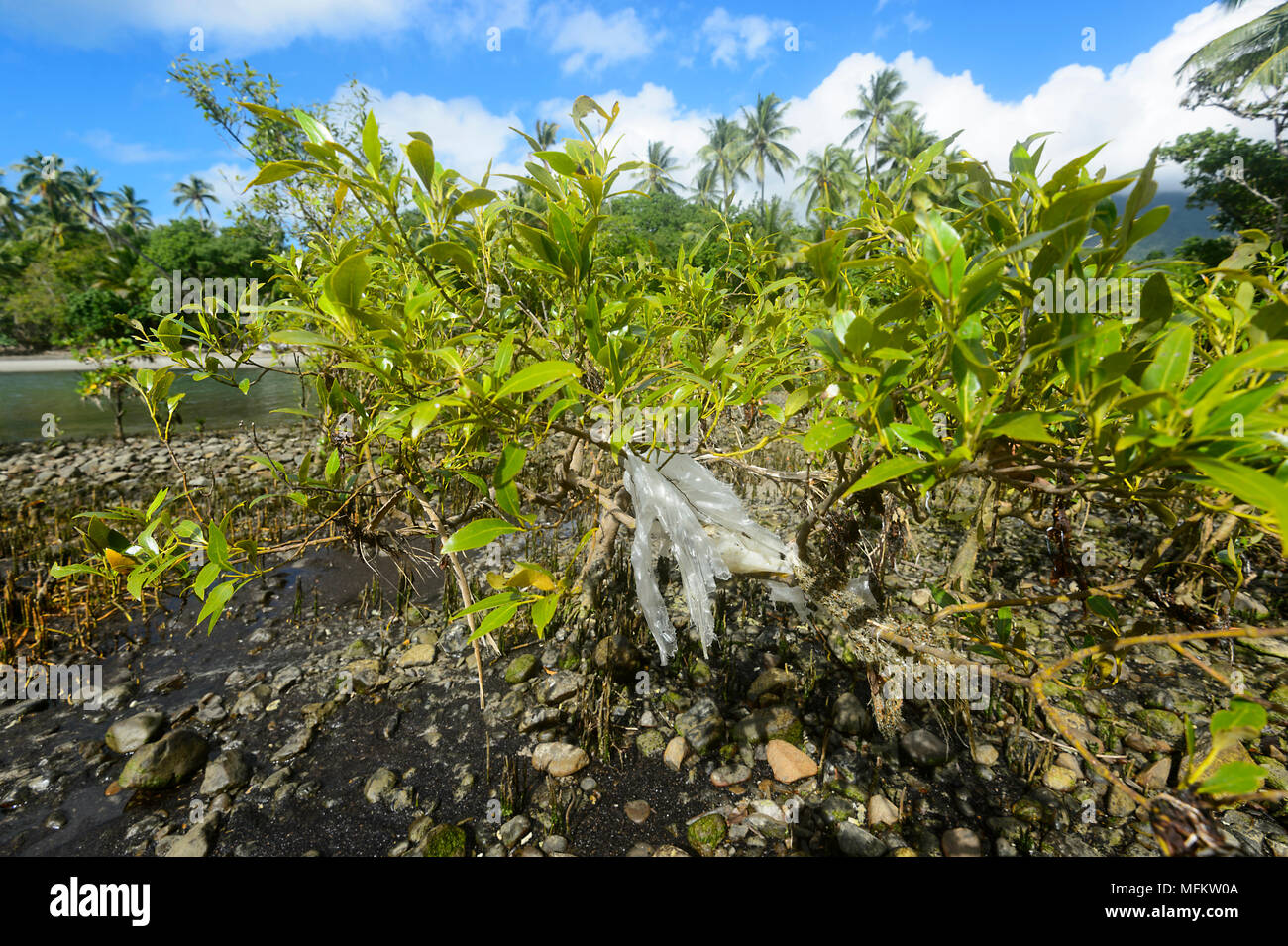 Pezzo di plastica catturati nei rami di una foresta di mangrovie in Wet Tropics, estremo Nord Queensland, Australia Foto Stock