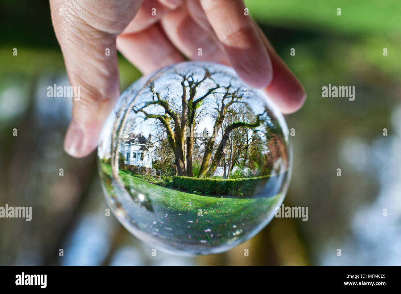 Vetro cristallo sfera sfera rivela antico albero nel giardino esterno Foto Stock