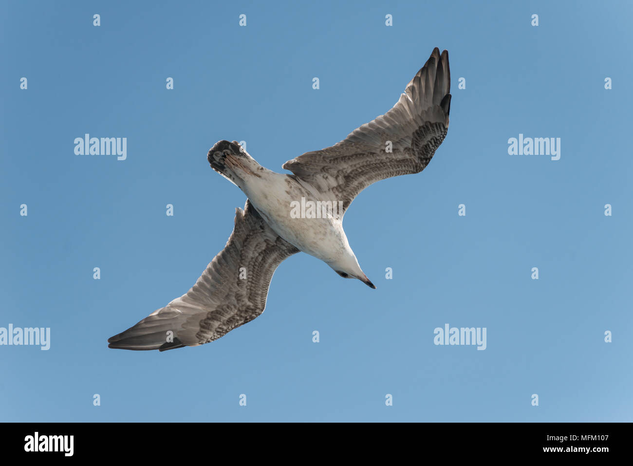 Vista ravvicinata dell'Uccello sullo sfondo del cielo blu. Foto di isolato di battenti gabbiano bianco con ali raddrizzata Foto Stock