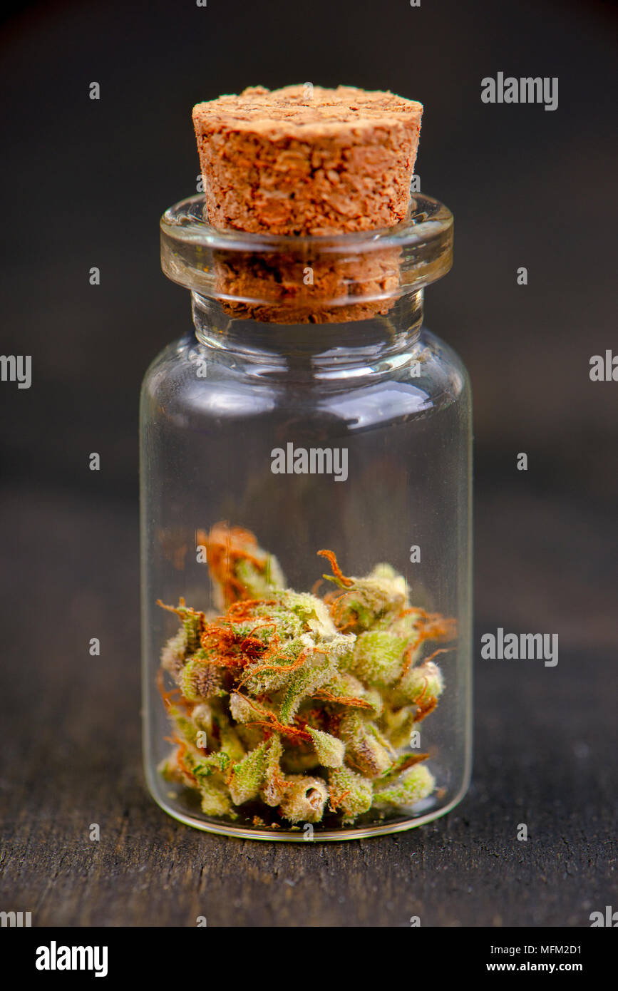 Macro dettaglio del vaso piccolo con la cannabis (sour tangie ceppo) isolati su sfondo nero - la marijuana medica del dispensario del concetto Foto Stock