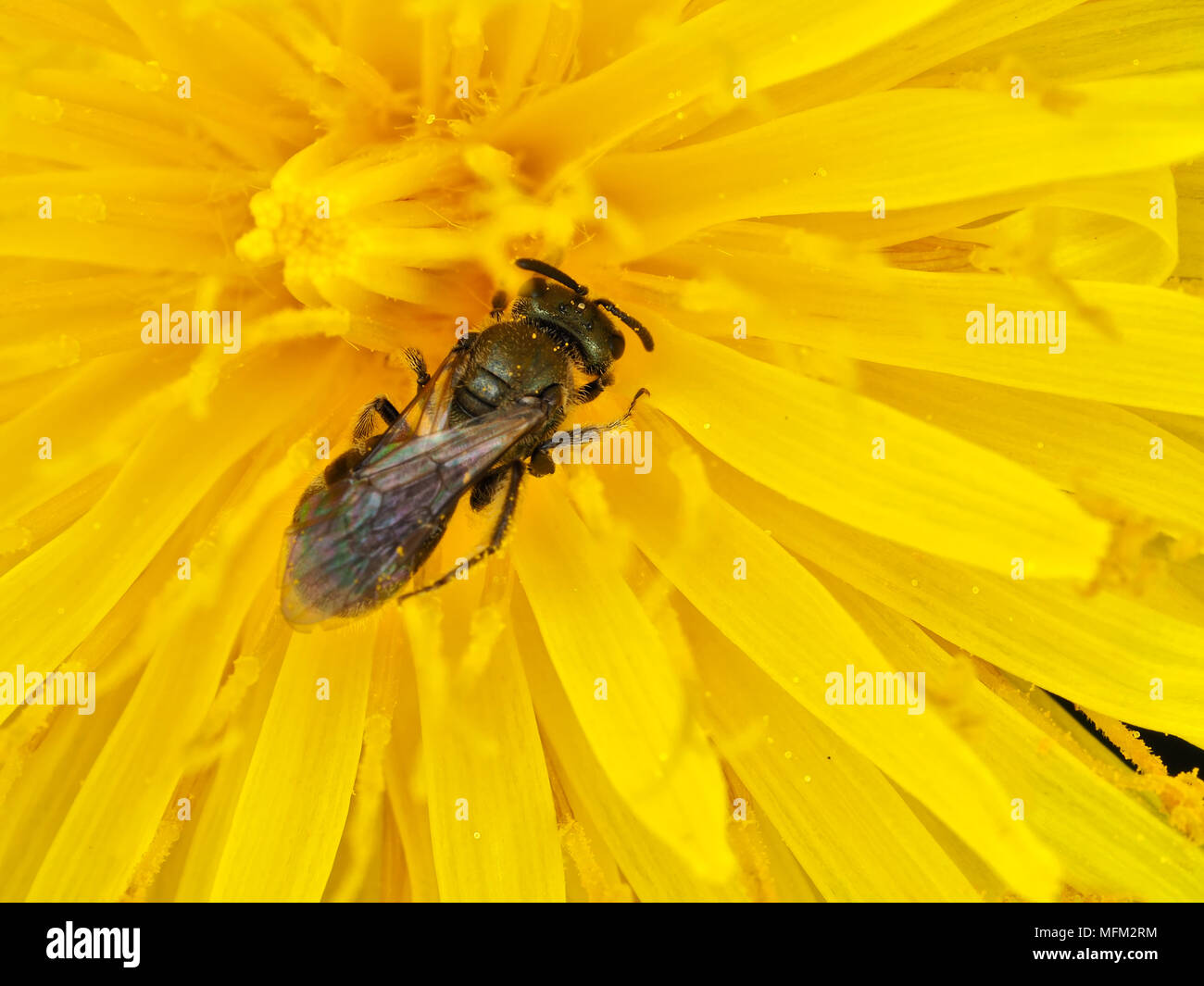 Tiny mining bee (Andrena sp.) su un dente di leone nella parte occidentale dello stato di Washington, USA Foto Stock