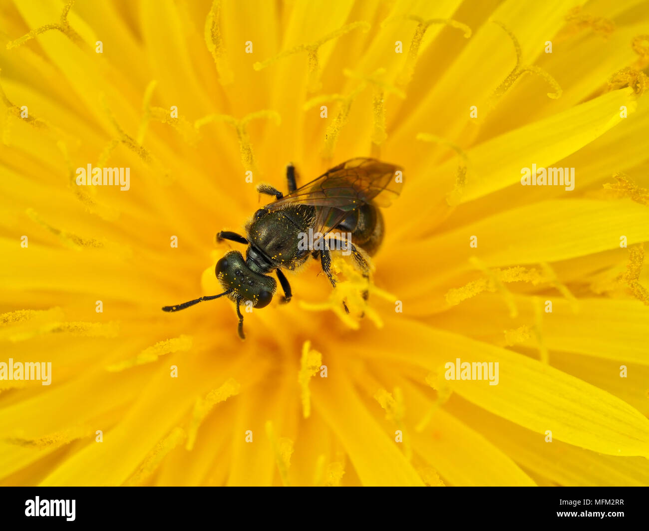 Tiny mining bee (Andrena sp.) su un dente di leone nella parte occidentale dello stato di Washington, USA Foto Stock