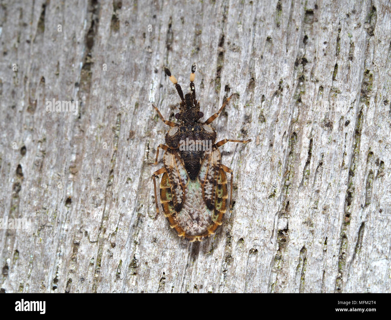 Aradus sp. bug close-up Foto Stock