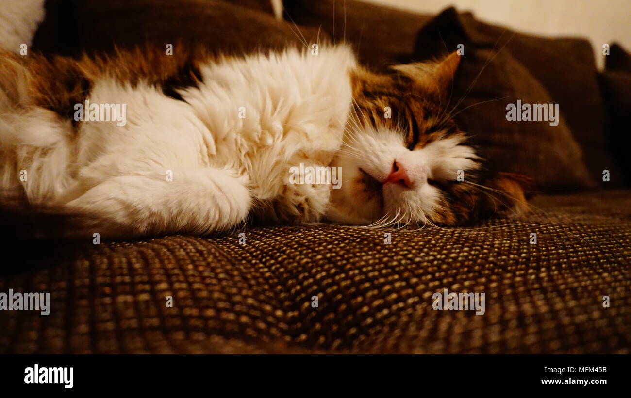Birichino, tabby, Longhair Cat marrone/bianco Foto Stock