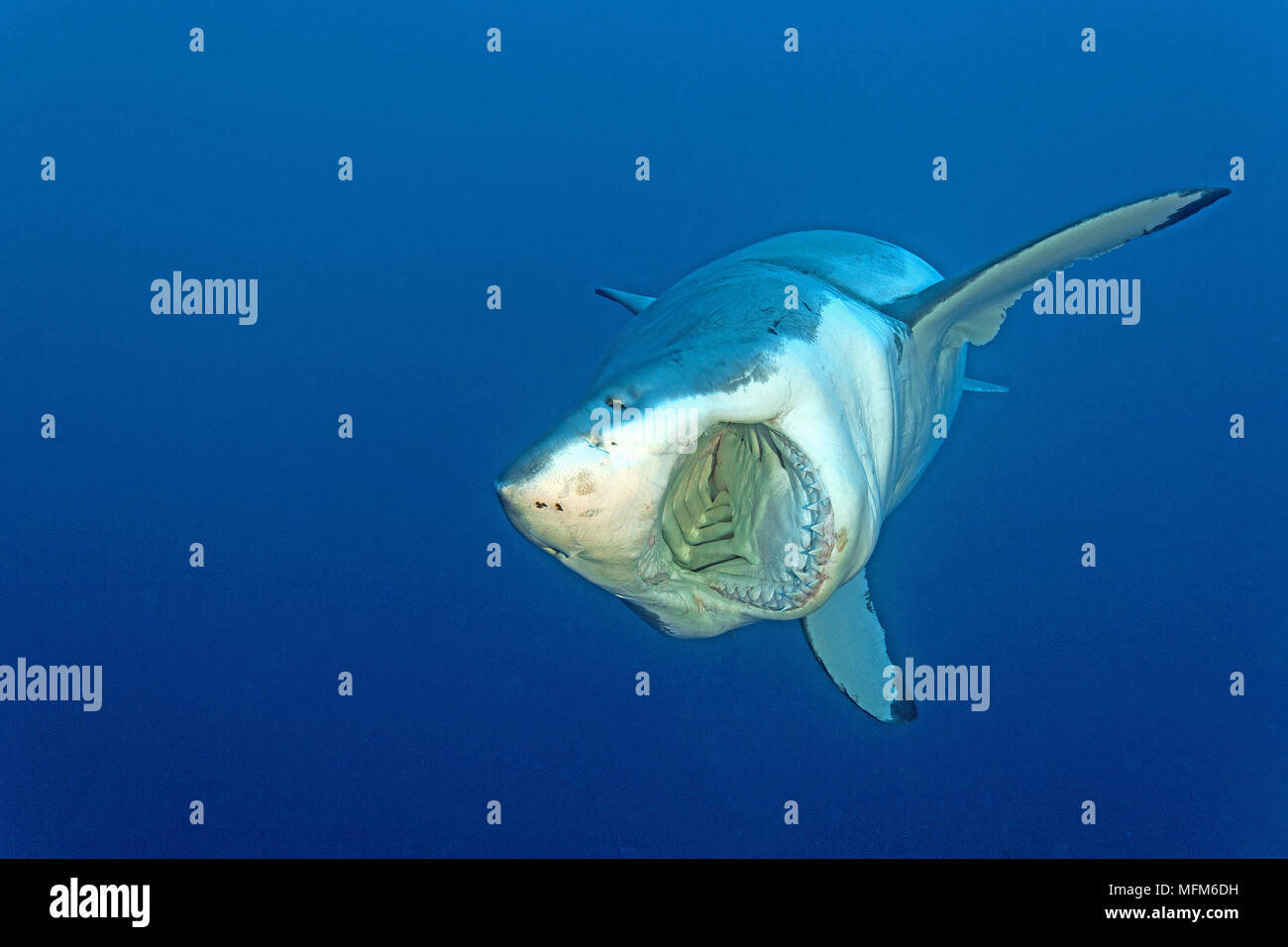 Il grande squalo bianco (Carcharodon carcharias), a bocca aperta, Guadelupe, Messico Foto Stock