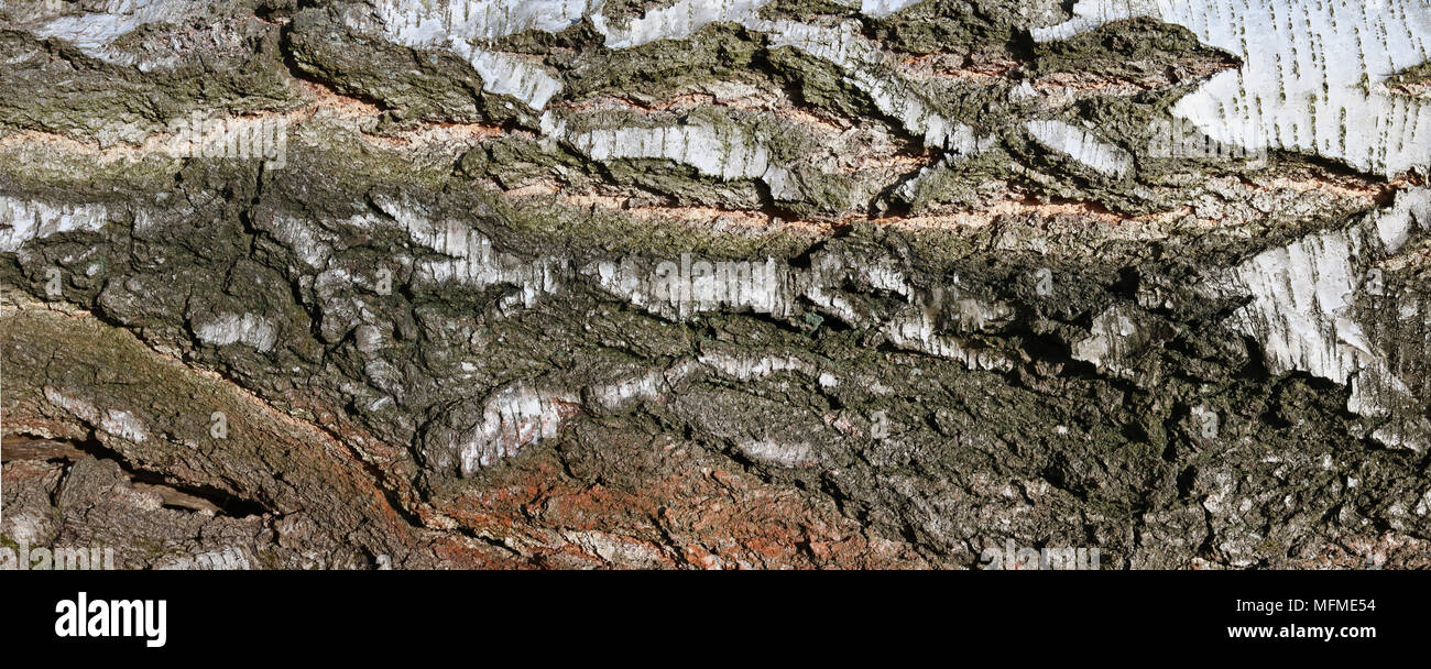 Una grande orizzontale banner lungo -la corteccia di un vecchio albero di betulla. Collage panoramico da diversi outdor giornata soleggiata scatti Foto Stock