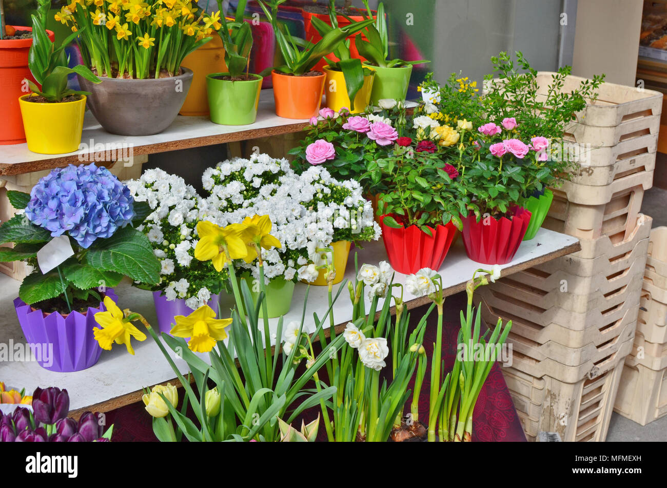 Fiori di Primavera - narcisi e tulipani in vasi sono in vendita in strada di aprile città solare. Giornata di sole outdoor shot Foto Stock