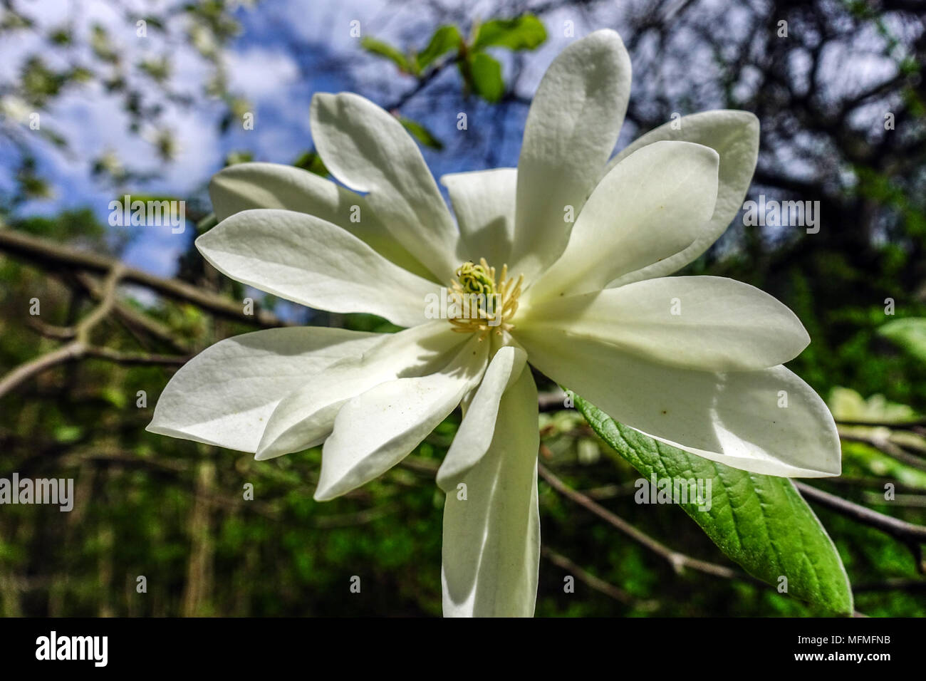 Magnolia Stella d'oro splendido fiore Foto Stock