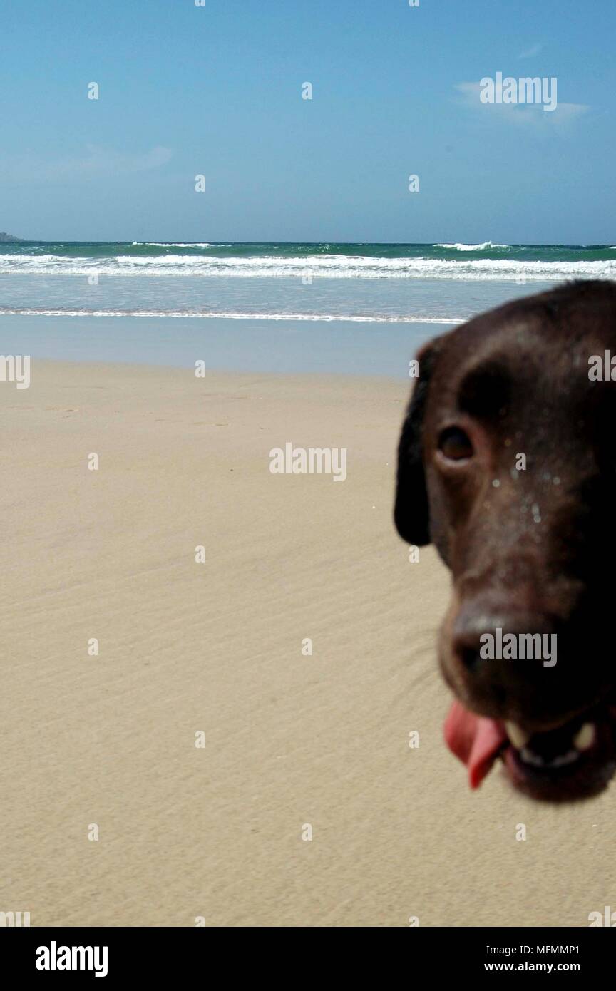 Close-up di un cane sulla spiaggia Ref: CRB416 10009 053 Credito obbligatoria: Kate Morwenna Healey/Photoshot Foto Stock