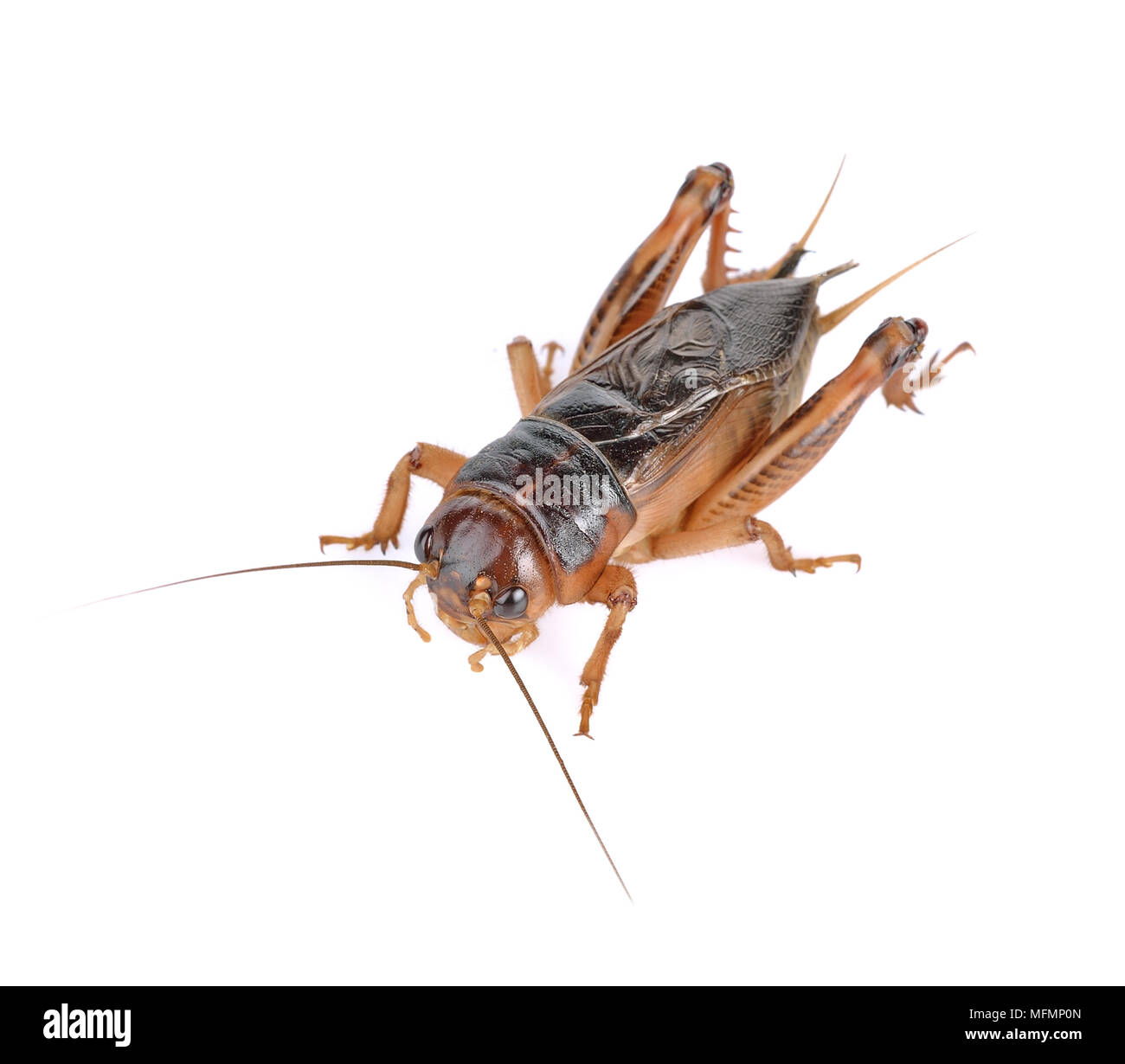 Gryllidae ,Orthoptera isolati su sfondo bianco Foto Stock