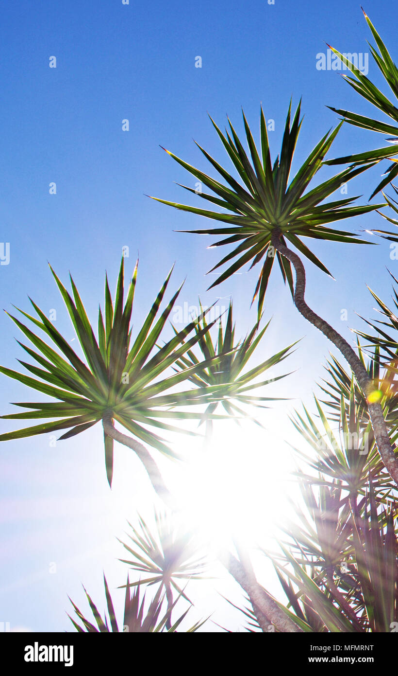 Dracena Marginata ( o Dragon Tree) fotografati contro un cielo blu con la sunflare in un giardino tropicale Foto Stock