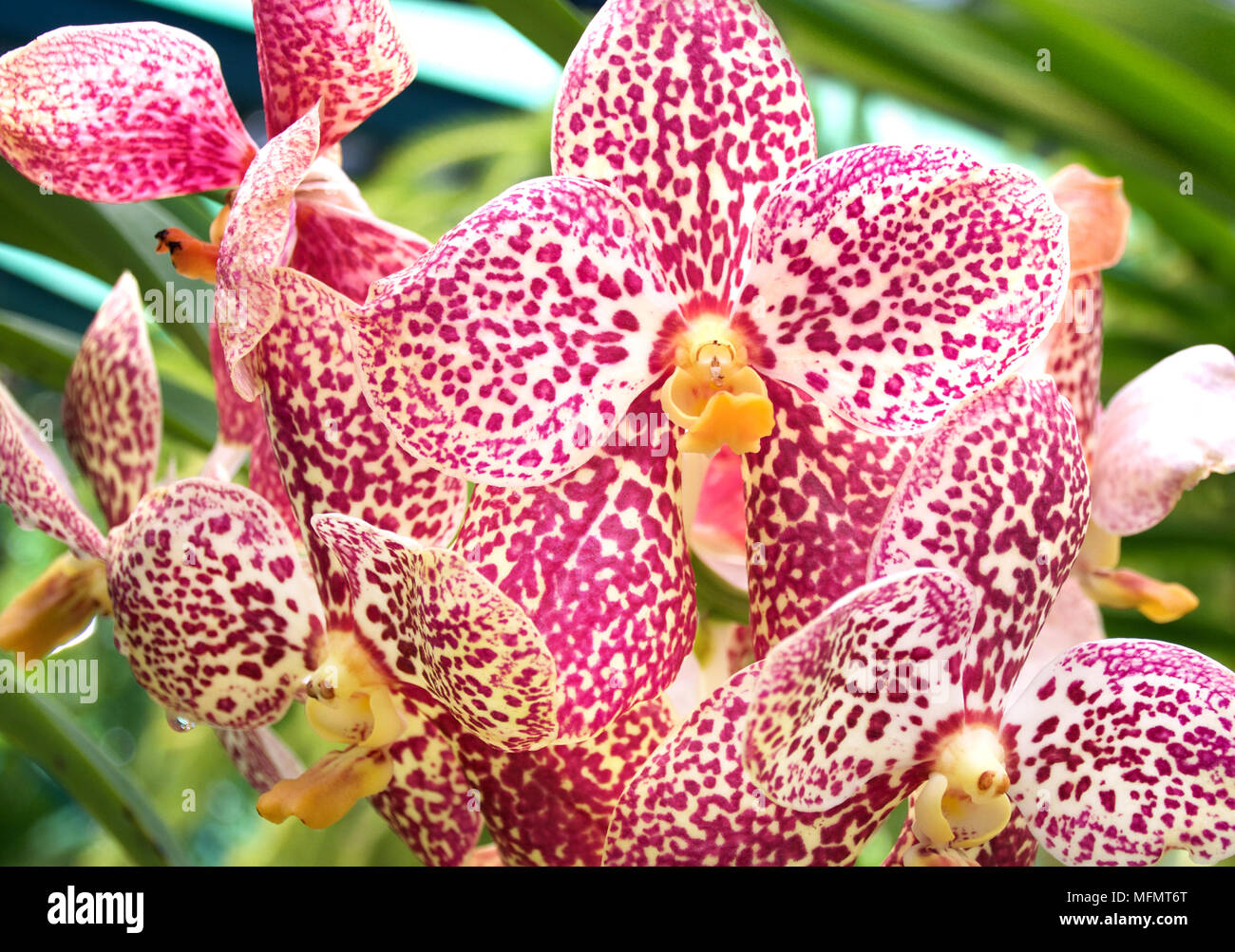 Di rara bellezza throated giallo rosa macchiato e fioriture di orchidee Foto Stock