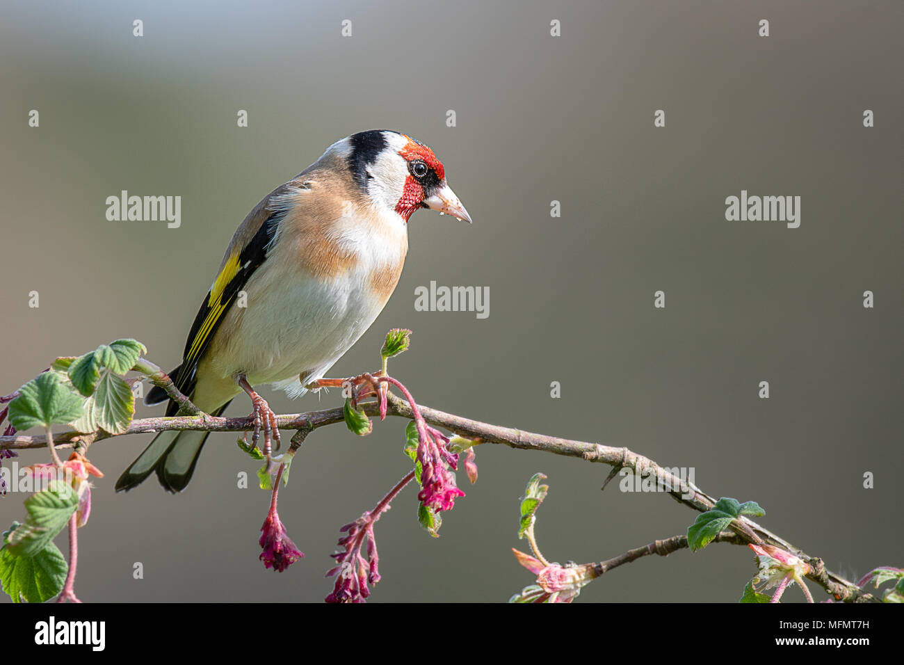 Un ritratto di profilo fotografia di un cardellino appollaiato su un ramo di rosa rosso boccioli di fiori in posa e guardando a destra Foto Stock