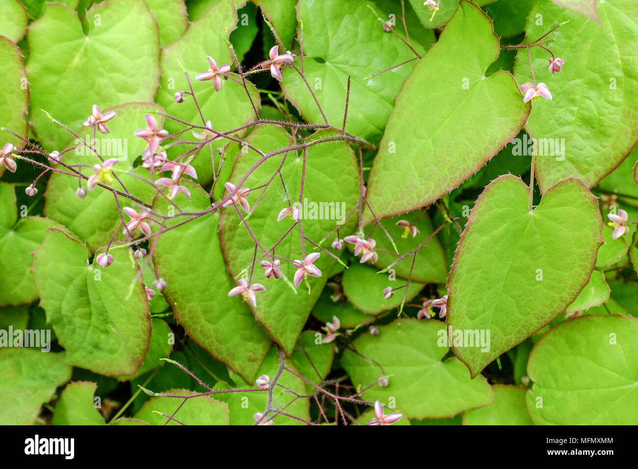 Barrenwort, Epimedium fogliage Epimediums cantabrigiense Foto Stock