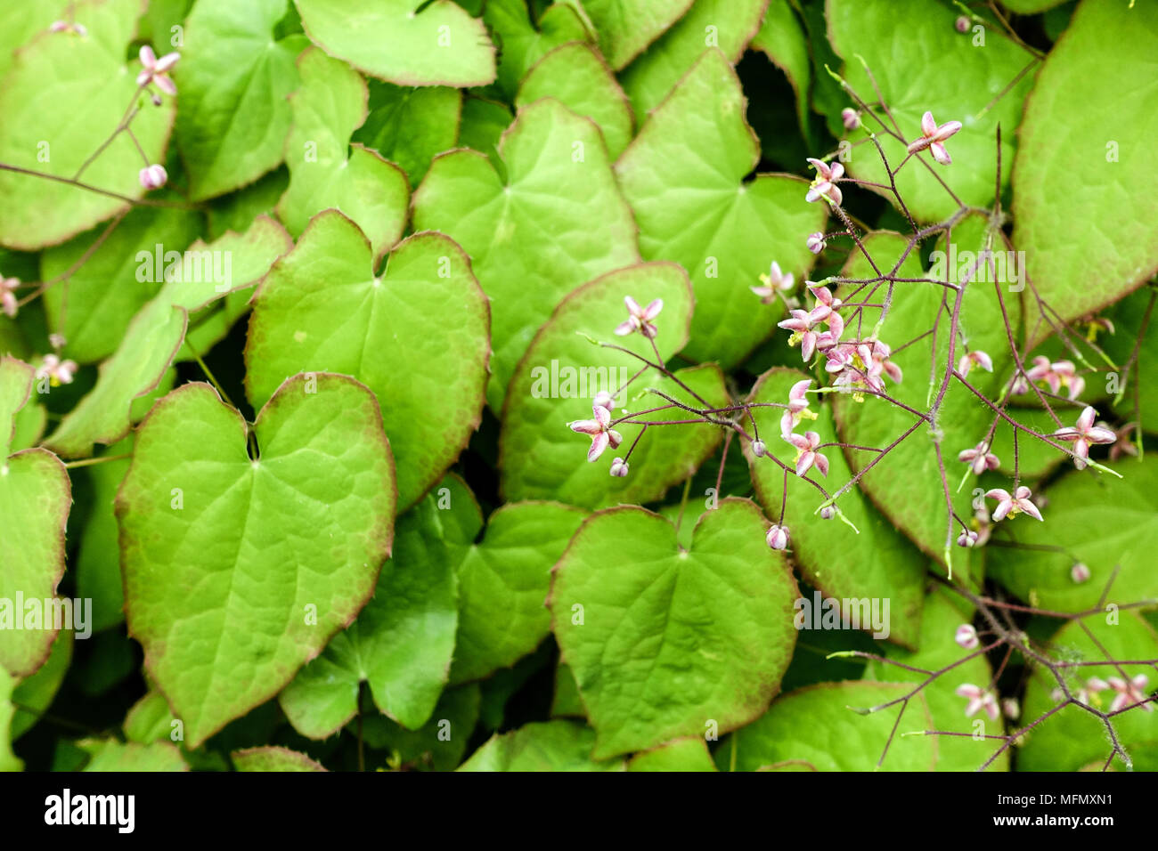 Barrenwort, Epimedium cantabrigiense fogliame Foto Stock