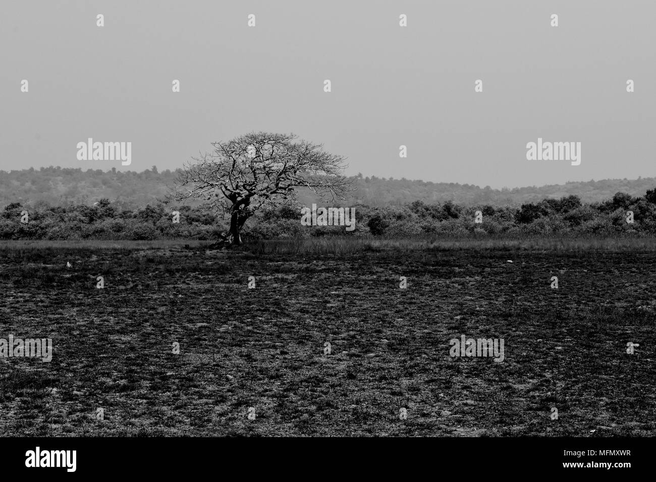 Un secco, sterile e aspro paesaggio con un singolo albero in monocromatico. Foto Stock