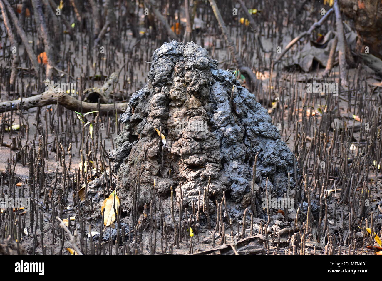Un tumulo realizzato da fango astice in una palude di mangrovie. Tumulo è circondato da radici di mangrovie bianco. Foto Stock
