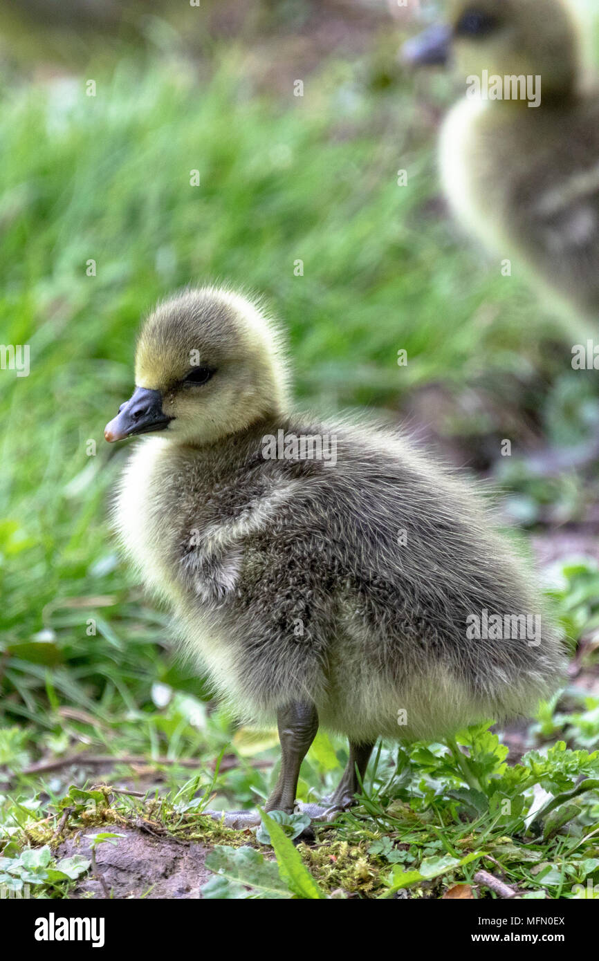 Due Graylag goslings (Anser anser) sulla terra Foto Stock