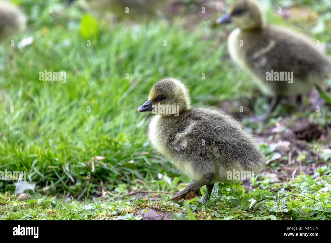 Due Graylag goslings (Anser anser) sulla terra Foto Stock