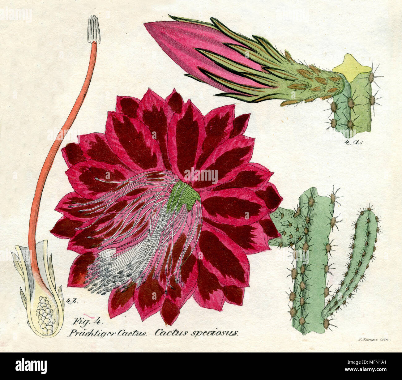 Disocactus speciosus, 1850 Foto Stock