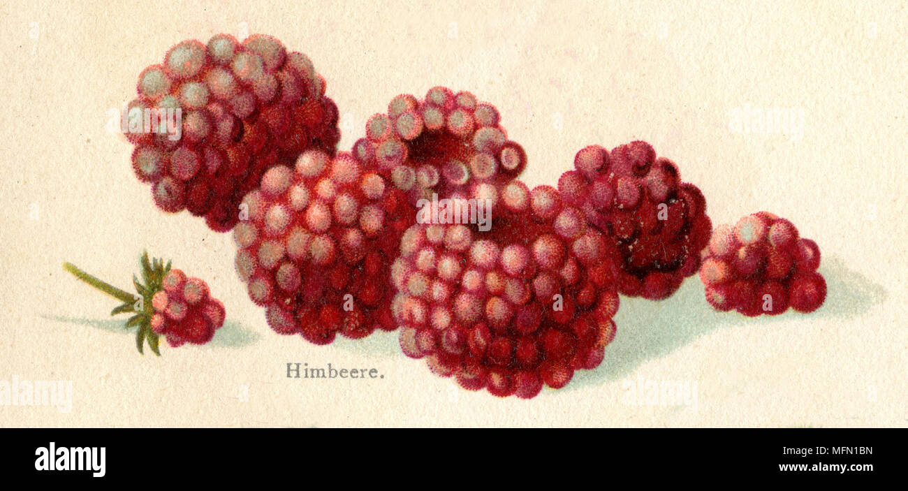 Lampone <Rubus idaeus>, 1900 Foto Stock