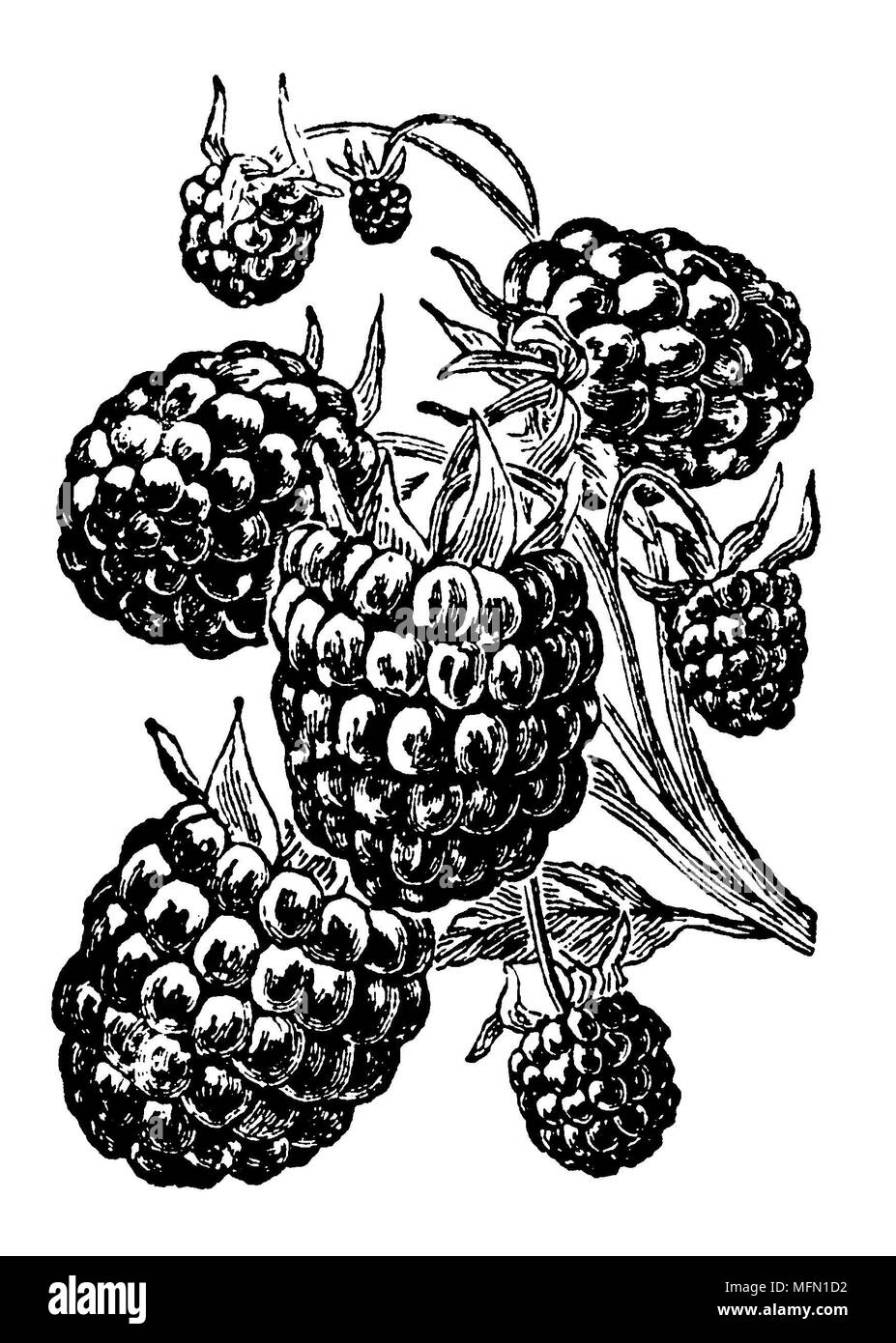Lampone <Rubus idaeus>, 1912 Foto Stock