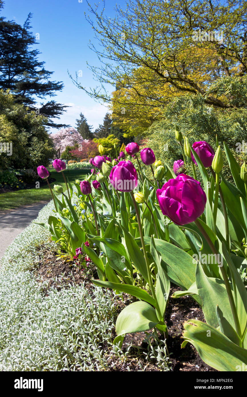 Tulipani viola lungo il percorso a piedi al Queen Elizabeth Park di Vancouver in primavera. Foto Stock