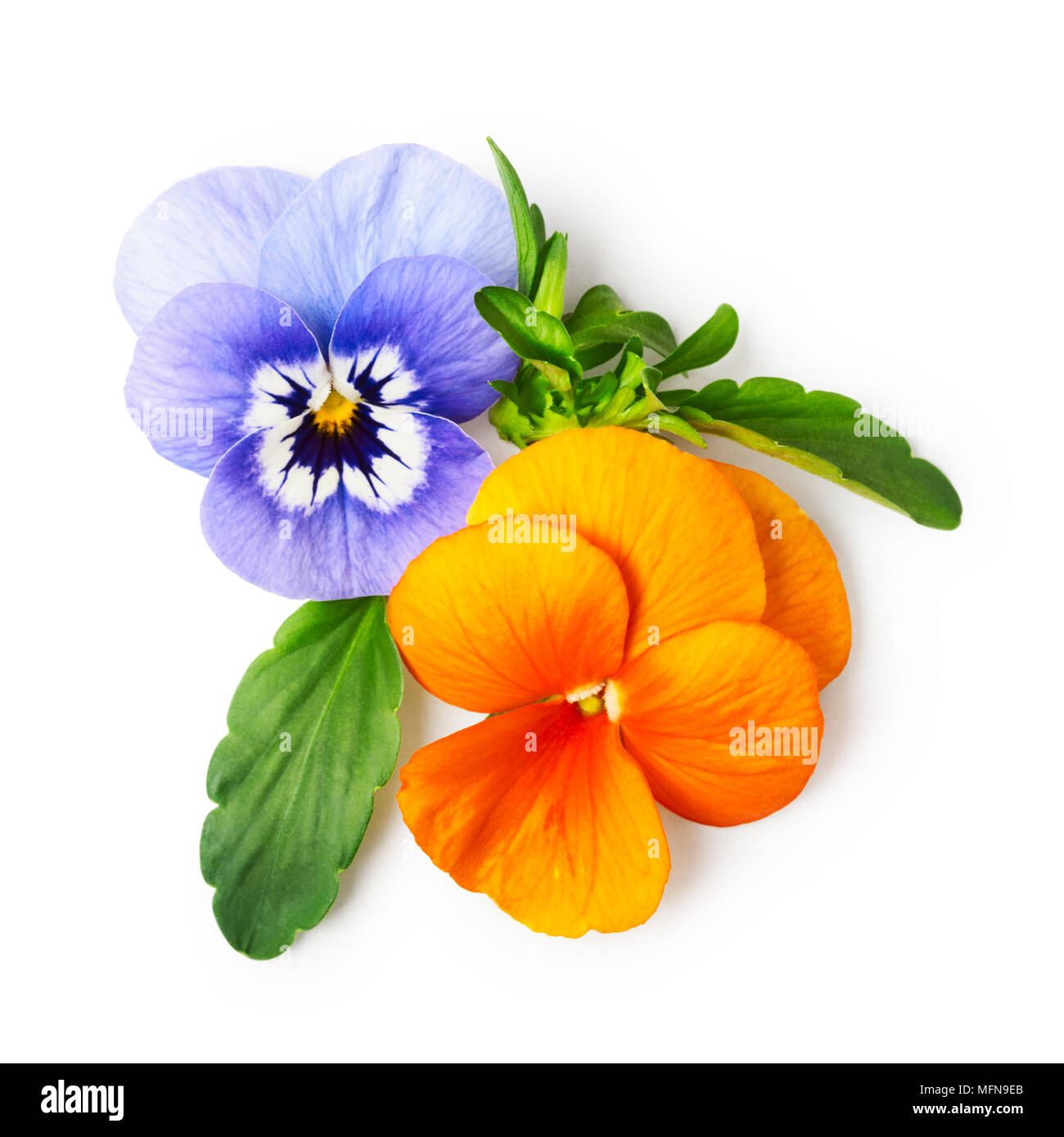 Pansy fiori o spring garden viola tricolore su sfondo bianco percorso di clipping incluso. Fiori e design floreale. Vista superiore, laici piatta Foto Stock