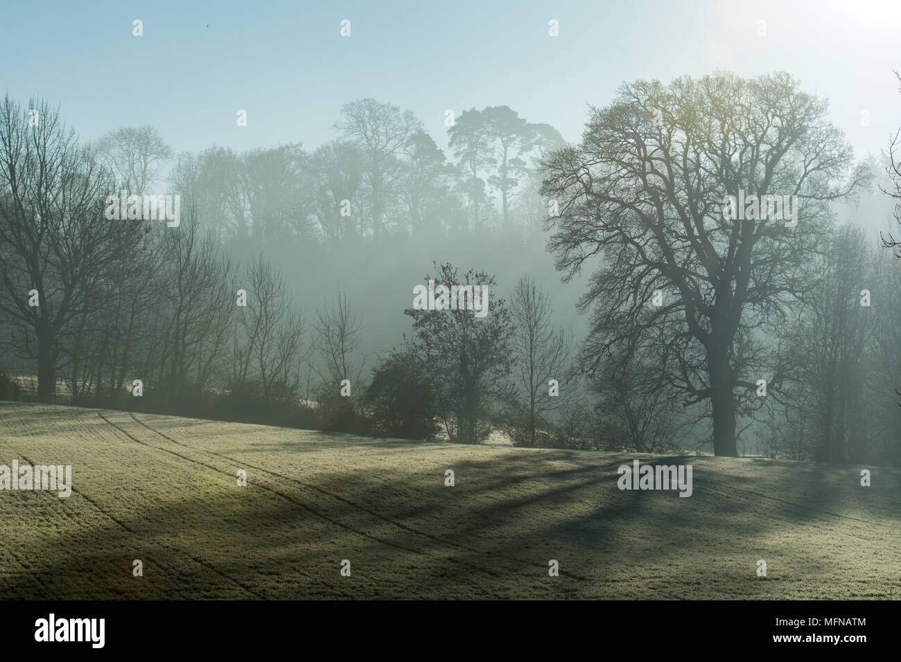 Un perfetto nebbioso e gelido mattina in Cotswolds Foto Stock