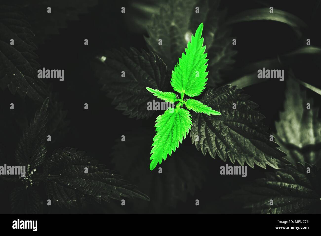 La bellezza della natura. Questa è una splendida immagine della bellezza della nostra natura, che ha cambiato il suo colore secondo la THA, adattamento di amore alla nostra natura. Foto Stock