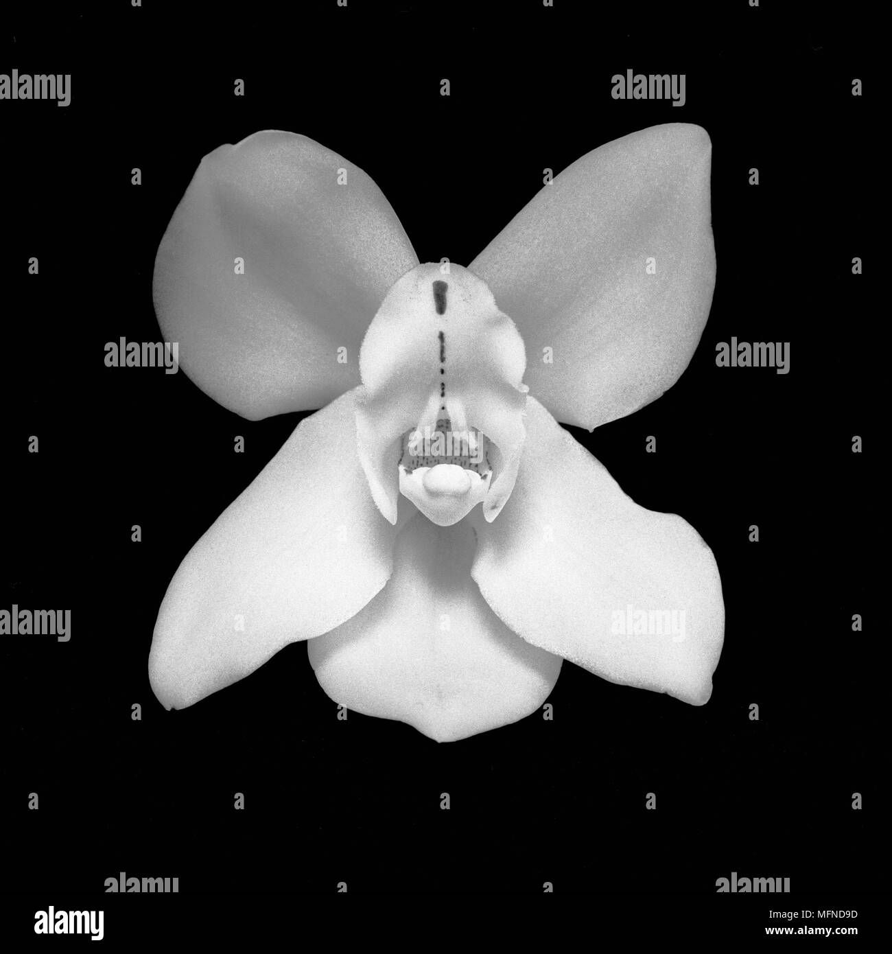 Studio di macro di una fioritura di orchidee. Data: 12.12.2005 Ref: B334 092792 0006 OBBLIGATORIO DI CREDITO: Mark Baker/ Photoshot Foto Stock