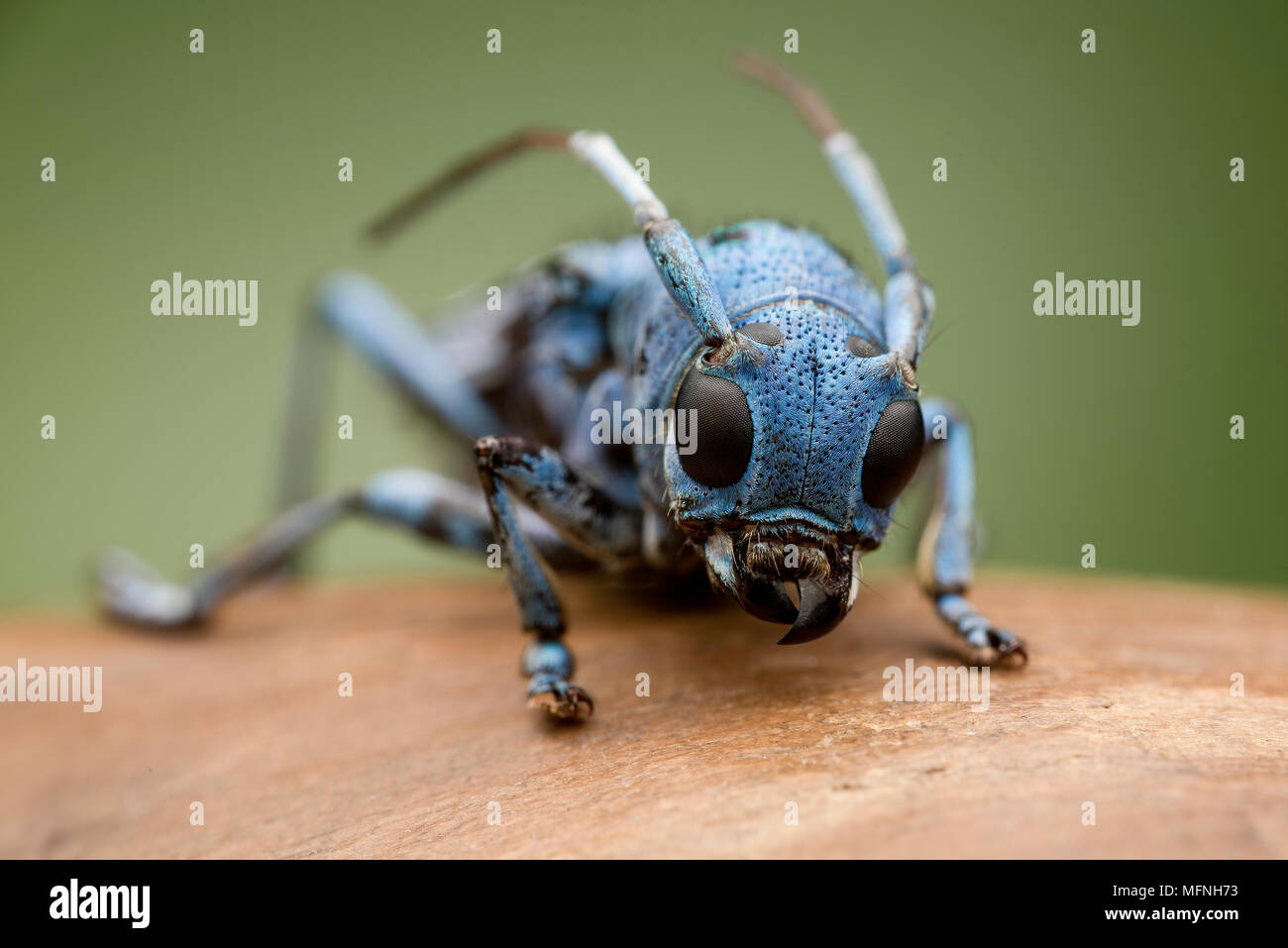 Cerambicidae Foto Stock