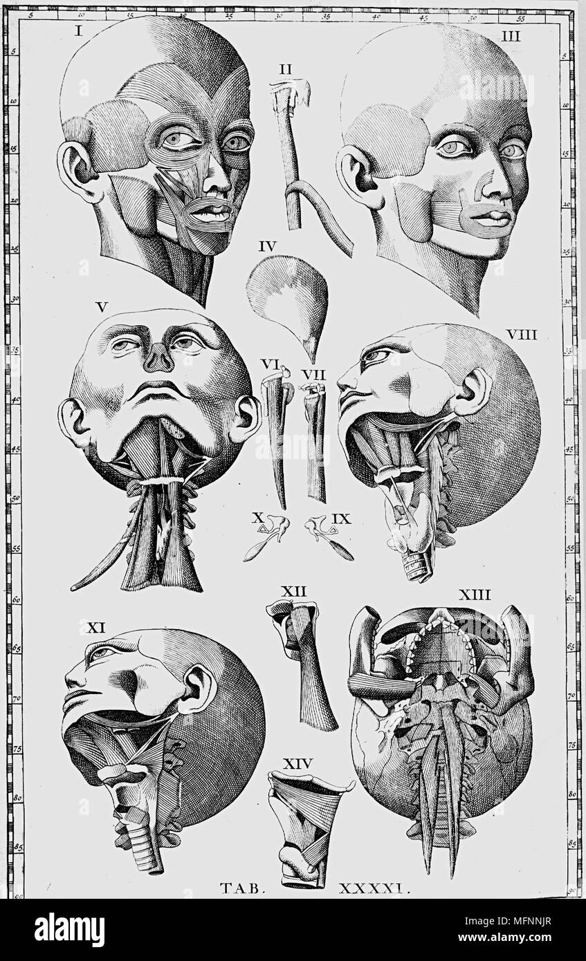 Piastra di testa e collo compreso a IX e X le ossa dell'orecchio. Da Bartolommeo Eustachi "Tabulae Anatomicae', seconda edizione, Amsterdam, 1722. Eustachio (1524-1574) era un contemporaneo di Vesalius, ma i suoi disegni rimasto inedito per circa Foto Stock