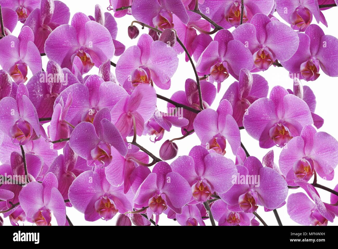 Pink Orchid. (Phalaenopsis) Vivid epiphytic rosa orchid dai tropici. Sfondo bianco. Composito Digitale. Studio shot. Ref: CRB538 103609 0 Foto Stock
