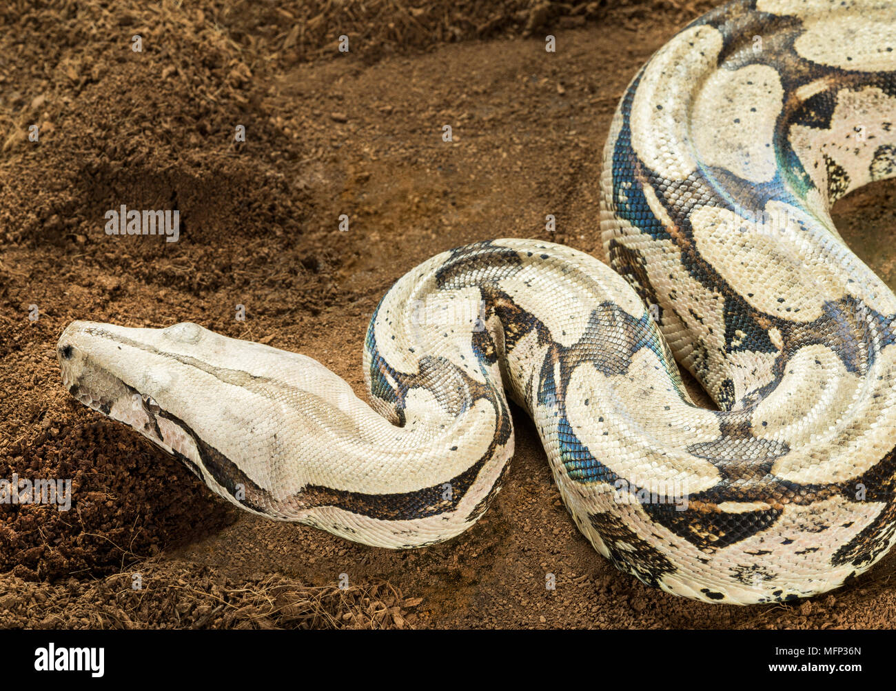 Boa Constrictor constrictor - Suriname Guyana, con corpo curvo in movimento. Femmina Foto Stock