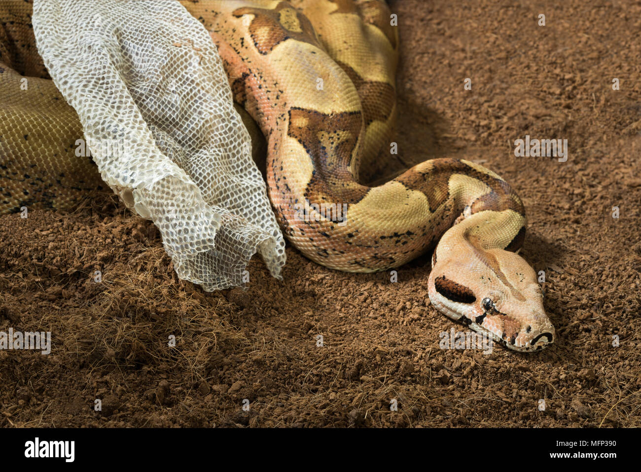 Boa constrictor imperator - modulo mutazionale Hypo Jungle. Albino - femmina. Serpente accanto alla sua vecchia pelle Foto Stock