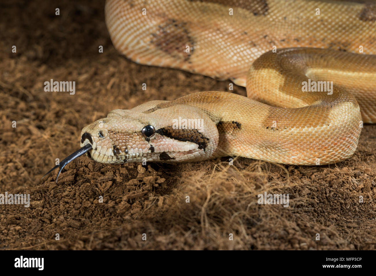 Boa constrictor imperator - modulo mutazionale Hypo Jungle. Albino - maschio Foto Stock