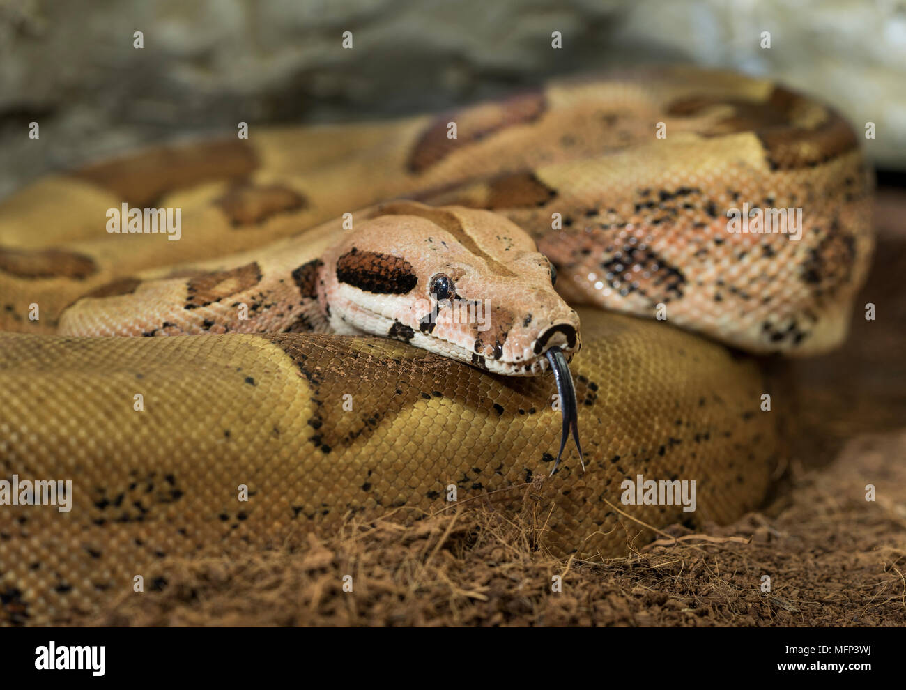 Boa constrictor imperator. Modulo mutazionale Hypo Jungle. Albino. Serpente femmina mostra la sua lingua Foto Stock