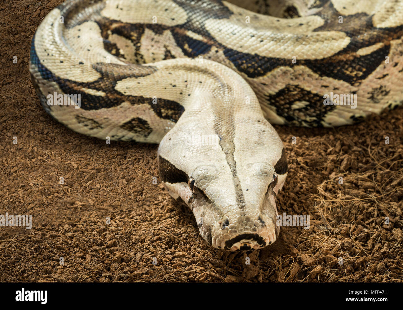 Close up di bella Boa Constrictor constrictor - Suriname Guyana - femmina con corpo curvo in movimento Foto Stock
