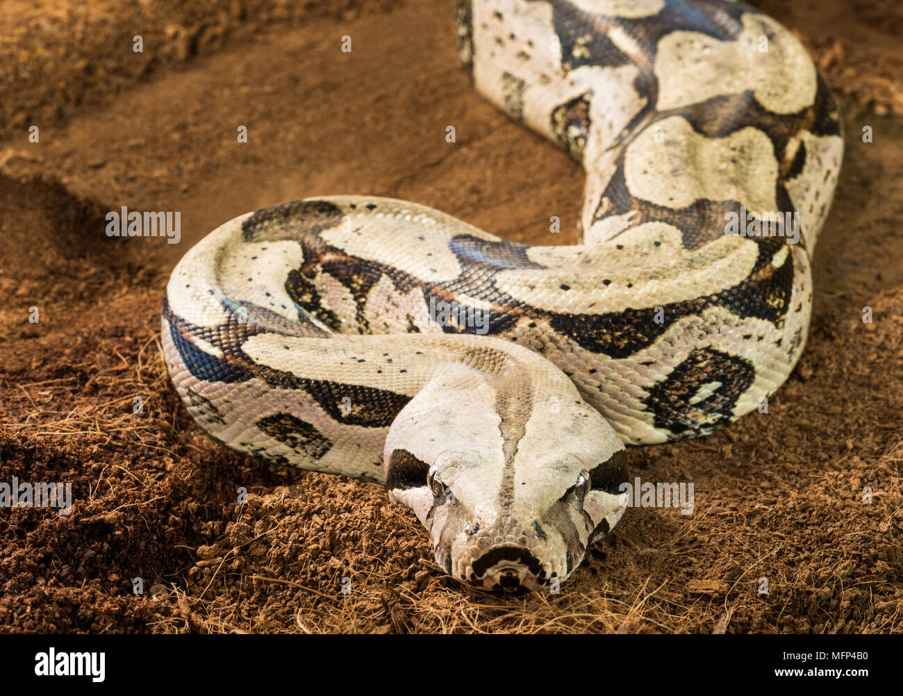Close up di bella Boa Constrictor constrictor - Suriname Guyana, con corpo curvo in motion - femmina Foto Stock