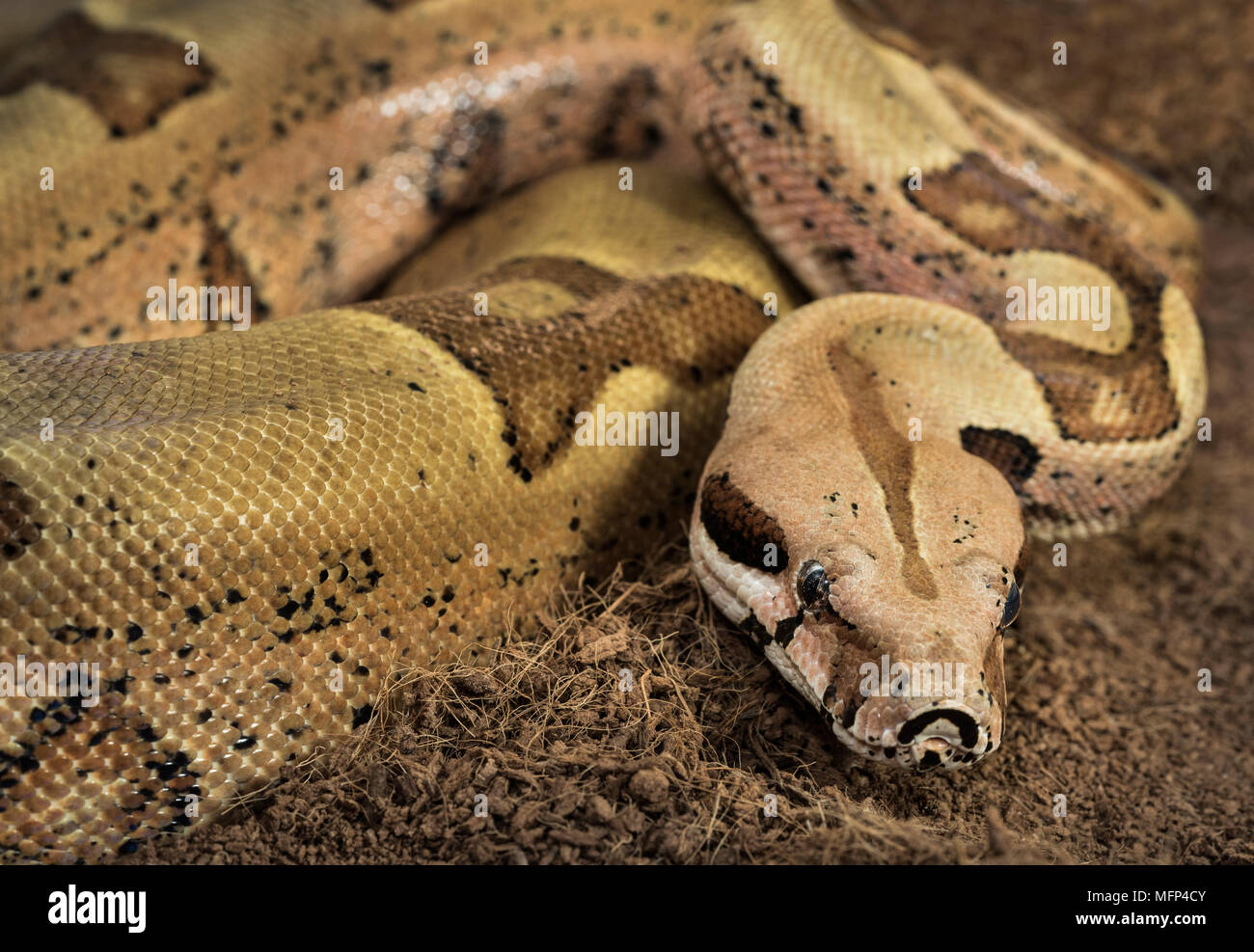 Close up di bella Boa constrictor imperator - modulo mutazionale Hypo Jungle. Albino - femmina Foto Stock