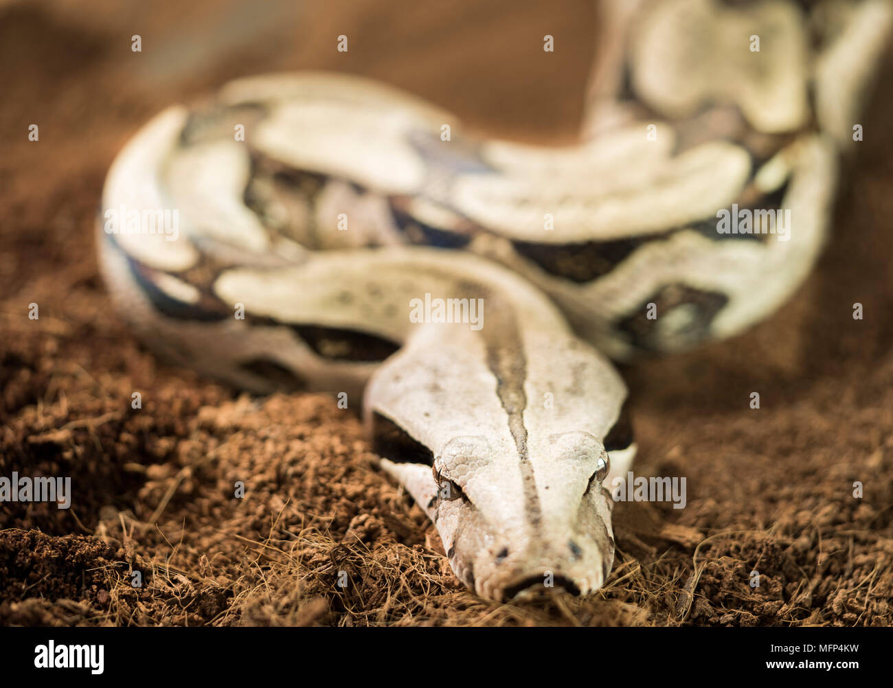 Close up di Boa Constrictor constrictor - Suriname Guyana - femmina Foto Stock
