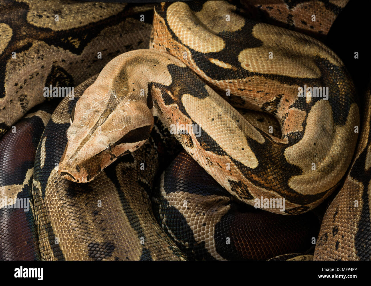 Close up di Boa Constrictor constrictor - Suriname Guyana. Maschio Foto Stock
