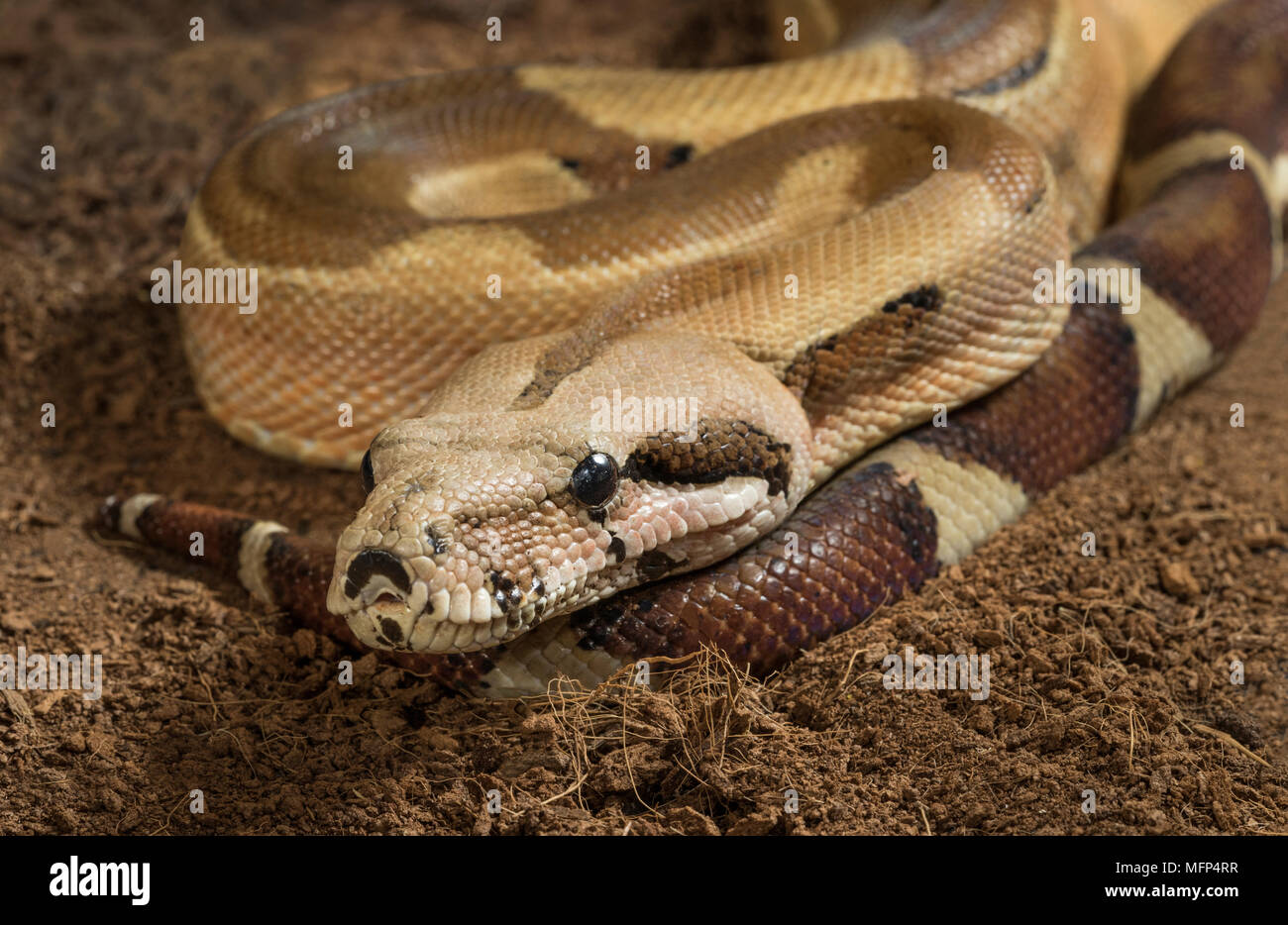 Close up di Boa constrictor imperator - maschio. Modulo mutazionale Hypo Jungle. Albino Foto Stock