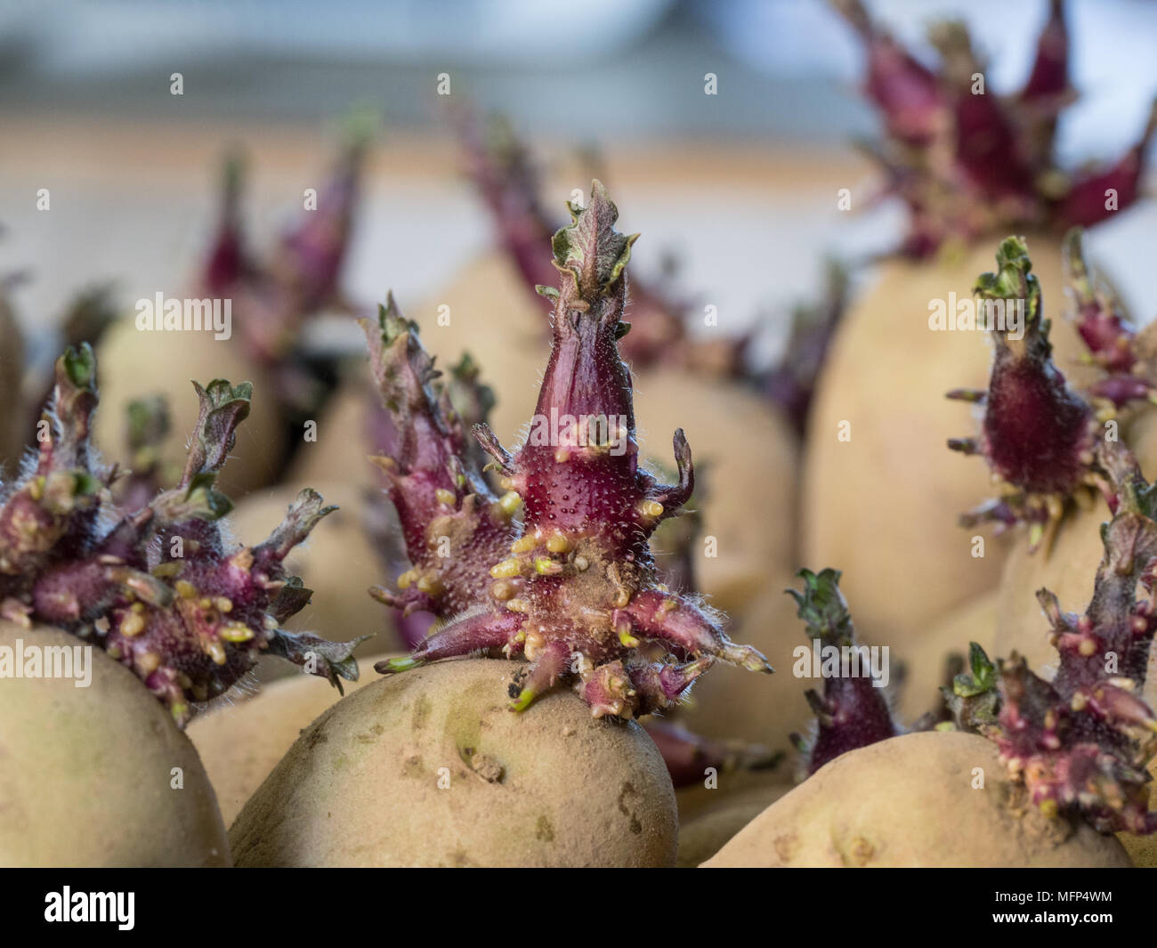 Close up di breve piuttosto tozzo pronto per piantare i germogli di patata Foto Stock