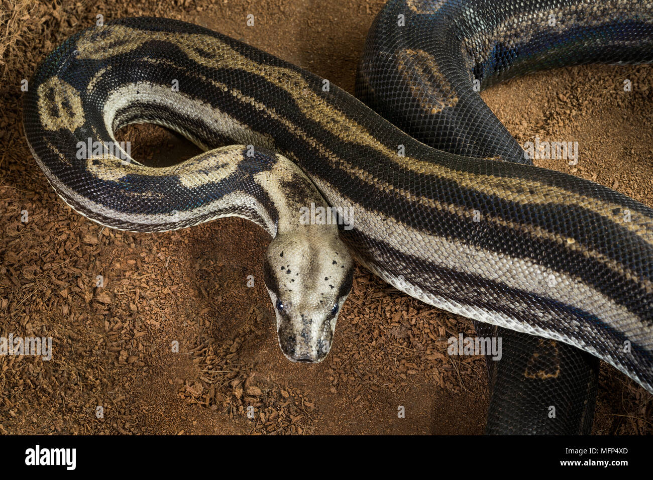 Close up di Boa constrictor imperator - modulo mutazionale Motley - neve - femmina Foto Stock