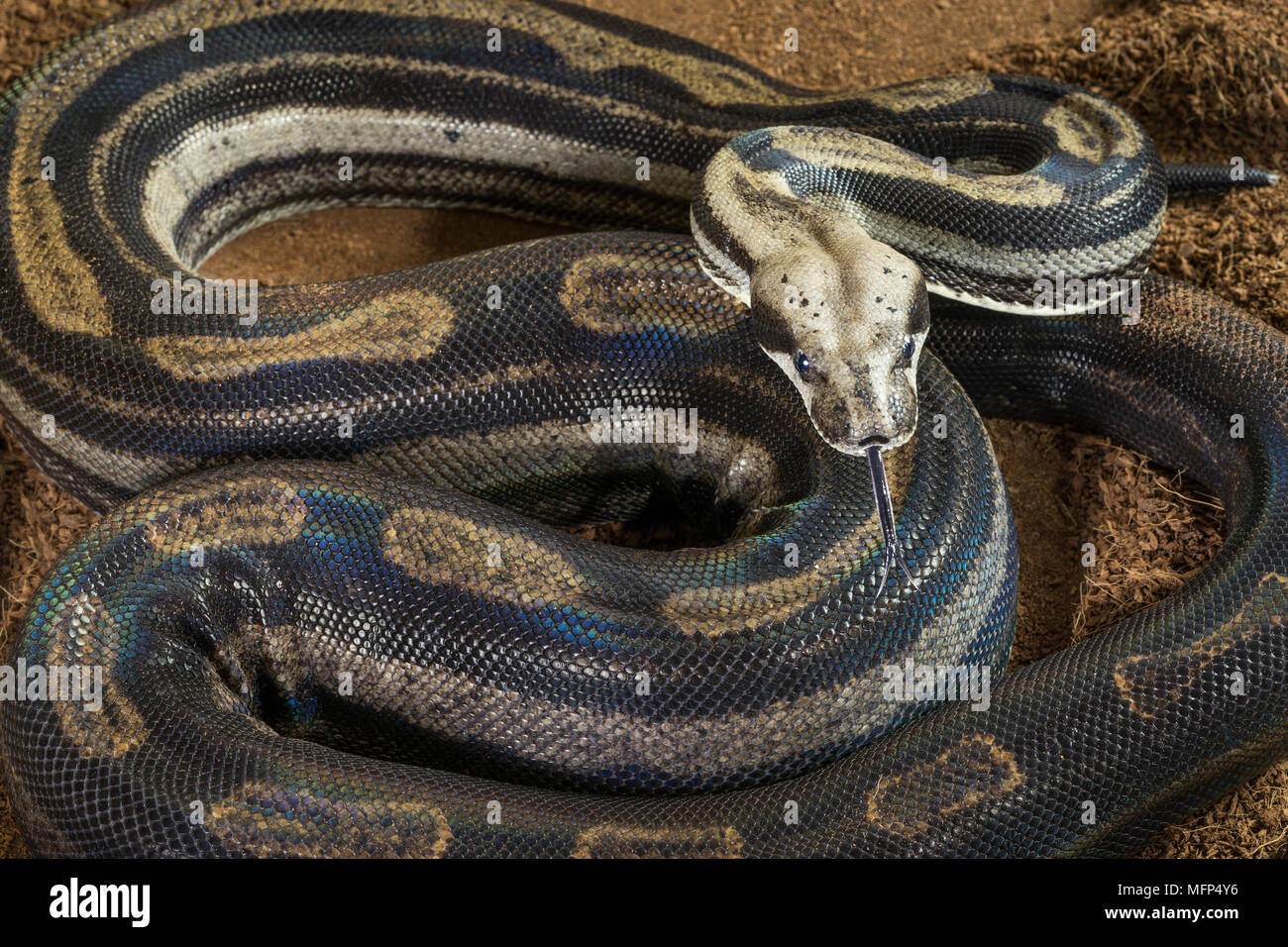 Close up di Boa constrictor imperator - modulo mutazionale Motley - neve. Femmina Foto Stock