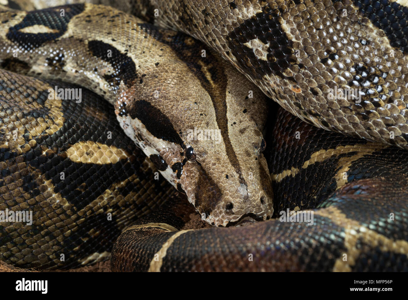 Close up di Boa constrictor imperator - Colombia nominale. Redtail colombiano boas - femmine Foto Stock