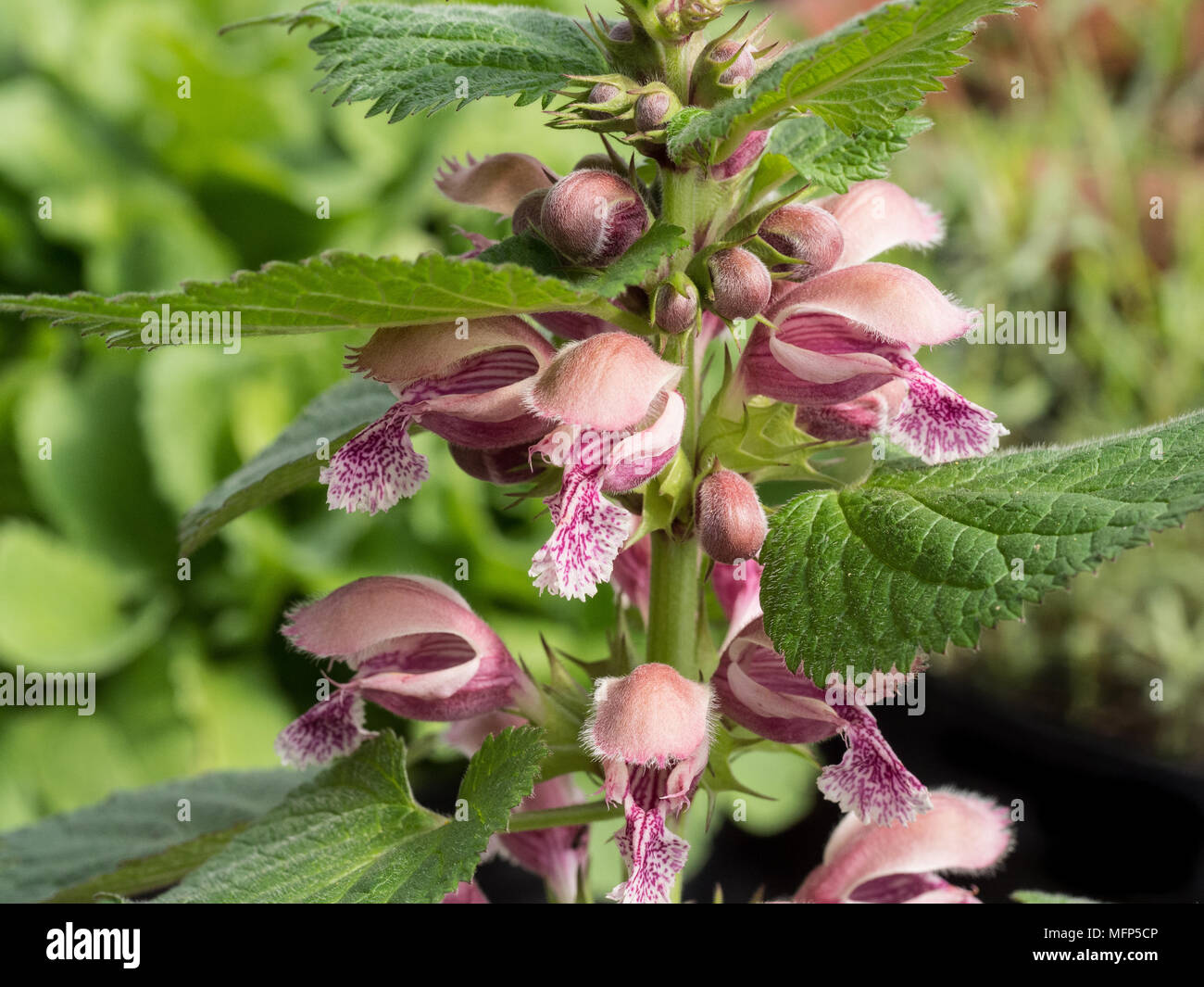 Close up dei fiori di colore rosa del balm lasciava in red dead ortica Lamium orvale Foto Stock